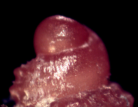 Coralliophila panormitana?